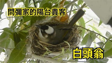 鳥 築 巢 吉兆|【家裡有鳥築巢】鳥兒築巢有好兆頭？家裡發現鳥窩竟是財運來臨。